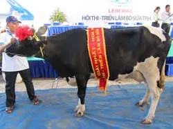 Bế mạc Hội thi triển lãm Bò sữa TPHCM lần IV năm 2013
