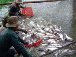 Một số kết quả ban đầu về nghiên cứu Quản lý bùn thải cá tra ở Việt Nam