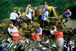 Nhiều vấn đề được đề cập trong Hội nghị nuôi trồng thuỷ sản châu Á 2013 tại TPHCM
