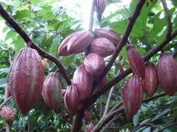 Kỳ vọng về phát triển ngành hàng ca cao