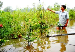 Tăng cường các biện pháp ứng phó với xâm nhập mặn ở thành phố