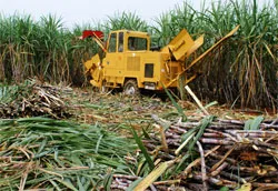 Cơ giới hóa giúp người trồng mía tiết kiệm hơn 4,7 triệu đồng/hecta