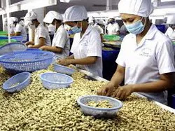 Hiệp hội Điều Việt Nam đón nhận Huân chương lao động hạng Nhì