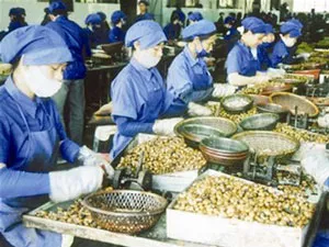 Năm 2013, ngành điều đạt giá trị kim ngạch xuất khẩu gần 1,7 tỷ USD