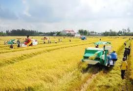 Sản xuất lúa năm 2013 tại Nam bộ: tăng diện tích và sản lượng