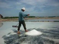 Trên 95% sản lượng muối huyện Cần Giờ sản xuất được tiêu thụ trong năm 2013