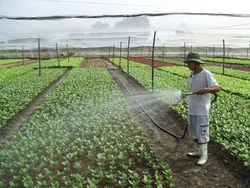 Năm 2014, ngành NNundefinedPTNT TPHCM tiếp tục phát triển theo hướng nông nghiệp đô thị