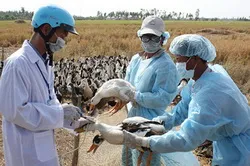 Tỉnh Bắc Ninh vừa công bố dịch cúm gia cầm