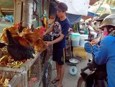 Nguy cơ tái phát và lây lan dịch cúm gia cầm trong dịp Tết