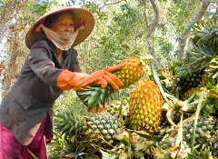 Tiền Giang tăng trưởng kinh tế đạt 9,5% năm 2013