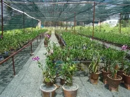 Ảm đạm làng hoa thành phố