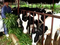 Nông dân phải đoàn kết giúp nhau giảm nghèo
