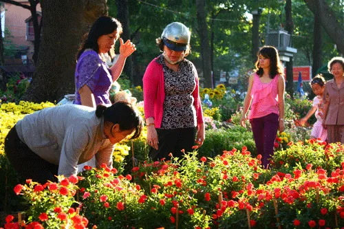 Mai vàng khan hiếm ở chợ hoa Tết Giáp Ngọ