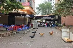 Một số mẫu gà đẻ trứng ở Tiền Giang dương tính với virus cúm H5N1