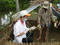Chính phủ yêu cầu các bộ ngành, địa phương phòng chống cúm gia cầm lây lan