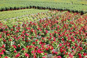 Khai mạc chợ hoa tết Bình Điền Xuân Giáp Ngọ 2014