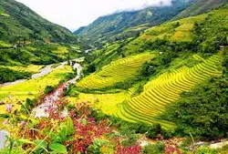 Xuân về trên miền hoa ban trắng
