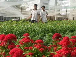Giảm nghèo trên các xã Nông thôn mới