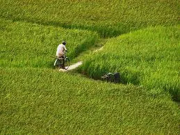 Một số hoạt động nông nghiệp trong những ngày sau Tết Giáp Ngọ 2014