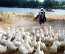 Đề nghị các tỉnh Tây Ninh, Long An, Tiền Giang và Ninh Thuận công bố dịch cúm gia cầm