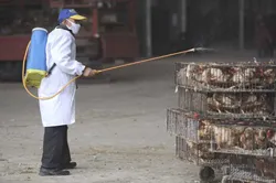 Họp khẩn bàn các biện pháp phòng, chống dịch cúm gia cầm