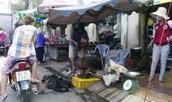 TP.HCM: tăng cường kiểm soát chủng cúm gia cầm lây sang người