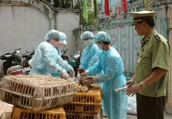 Phối hợp với các tỉnh kiểm soát nguồn gia cầm đưa vào TPHCM