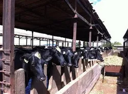 VĐHN: Nuôi bò sữa ở TPHCM đang có hiệu quả