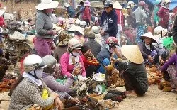 Bình luận: Cúm gia cầm - Không được chủ quan và khinh suất