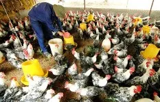 Trà Vinh và Phú Thọ: Công bố dịch cúm gia cầm