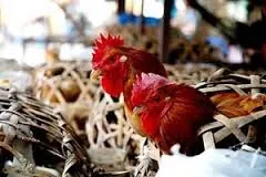 TP.HCM phối hợp chặt chẽ với các địa phương trong phòng chống dịch cúm gia cầm