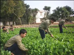 Quân khu 7: Tiết kiệm hơn 29 tỷ đồng từ tăng gia sản xuất