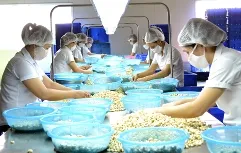 Dự báo xuất khẩu điều nhân giảm lượng, tăng giá trị