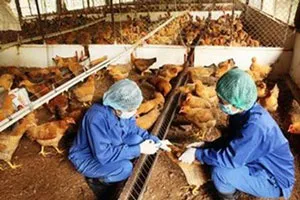 2 tỉnh Trà Vinh và Vĩnh Long có thêm ổ dịch cúm gia cầm