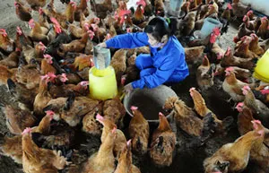 Tỉnh Bình Dương xuất hiện thêm 2 ổ dịch cúm gia cầm