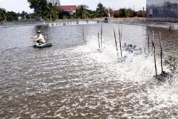 Cần Giờ thả nuôi trên 3.000 ha tôm nước lợ