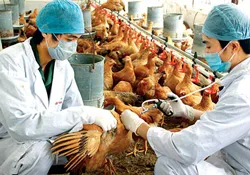 6 địa phương ra khỏi danh sách, còn 13 tỉnh - thành phố tái phát cúm gia cầm