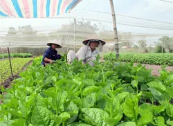 Liên kết trong sản xuất nông nghiệp tại TPHCM