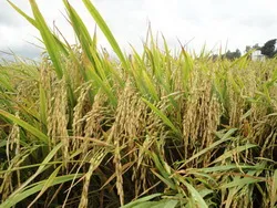 Hội thảo Nông dân cùng chia sẻ