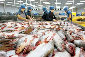 Cần có chính sách công bằng, hợp lý, nhất quán về áp thuế chống bán phá giá cá tra