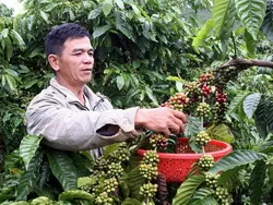 Giá cà phê sẽ tiếp tục tăng trong thời gian tới
