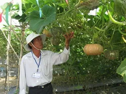 TPHCM hỗ trợ nông dân vượt khó