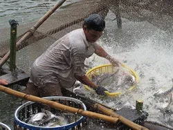 VĐHN: Tái cơ cấu ngành cá tra