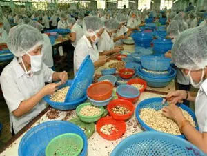Ngành điều VN gặp khó khi “cung” vượt “cầu”