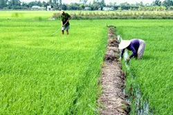 Lưu ý khi chăm sóc cho lúa đầu vụ Hè Thu 2014