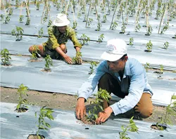 Hơn 12.000 tỷ đồng xây dựng Nông thôn mới ở vùng đất thép