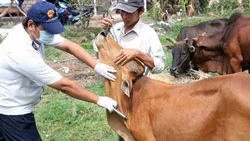 Dịch lở mồm long móng tiếp tục tái phát ở 3 tỉnh Hà Tĩnh, Yên Bái và Kon Tum