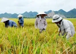 Đả có trên 87.000 hecta chuyển từ trồng lúa sang trồng cây khác