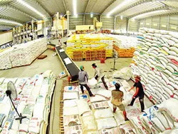 Thu mua đạt gần 100% lượng lúa tạm trữ theo chỉ đạo