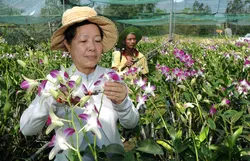 Công tác Giảm nghèo - Tăng hộ khá ở TPHCM: Nơi làm tốt, nơi chưa tốt